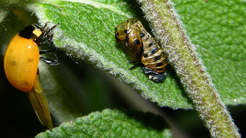Coccinella